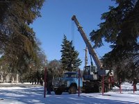 Высадка елей в городском парке имени Горького