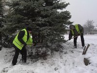 Высадка елей в городском парке имени Горького