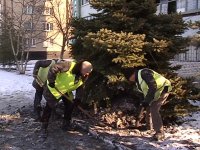 Высадка елей в городском парке имени Горького